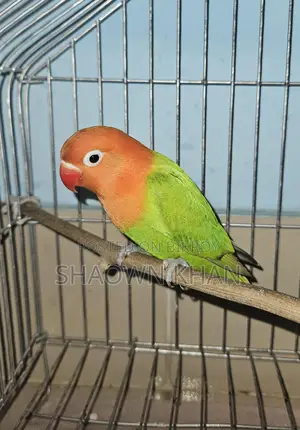 Love Bird