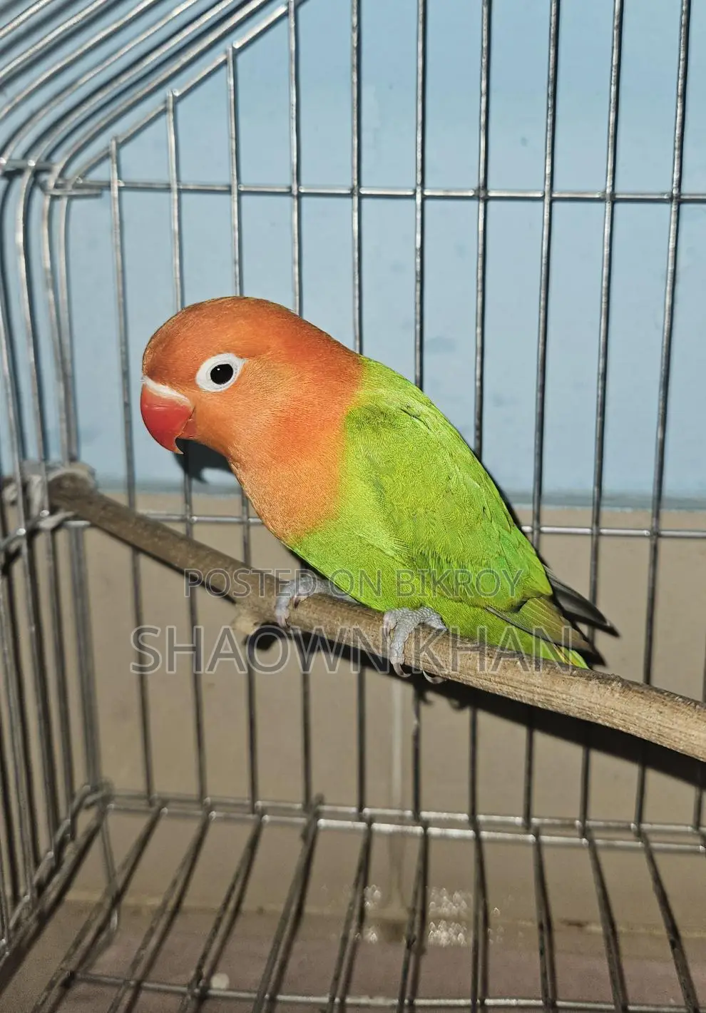 Love Bird