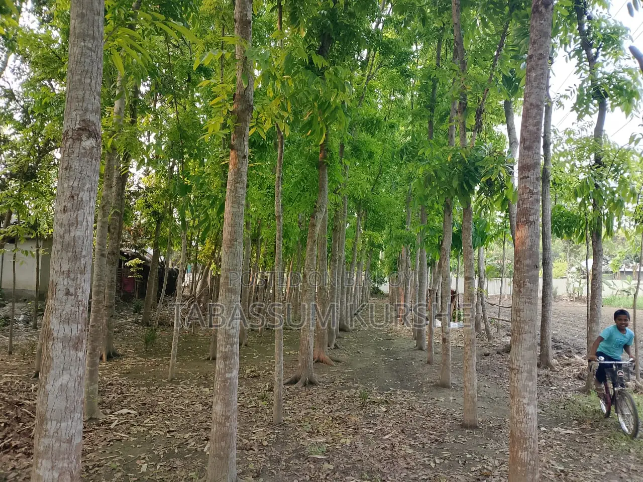 মেহগনি বাগানসহ জমি বিক্রয়।