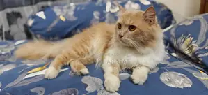 Persian Cat