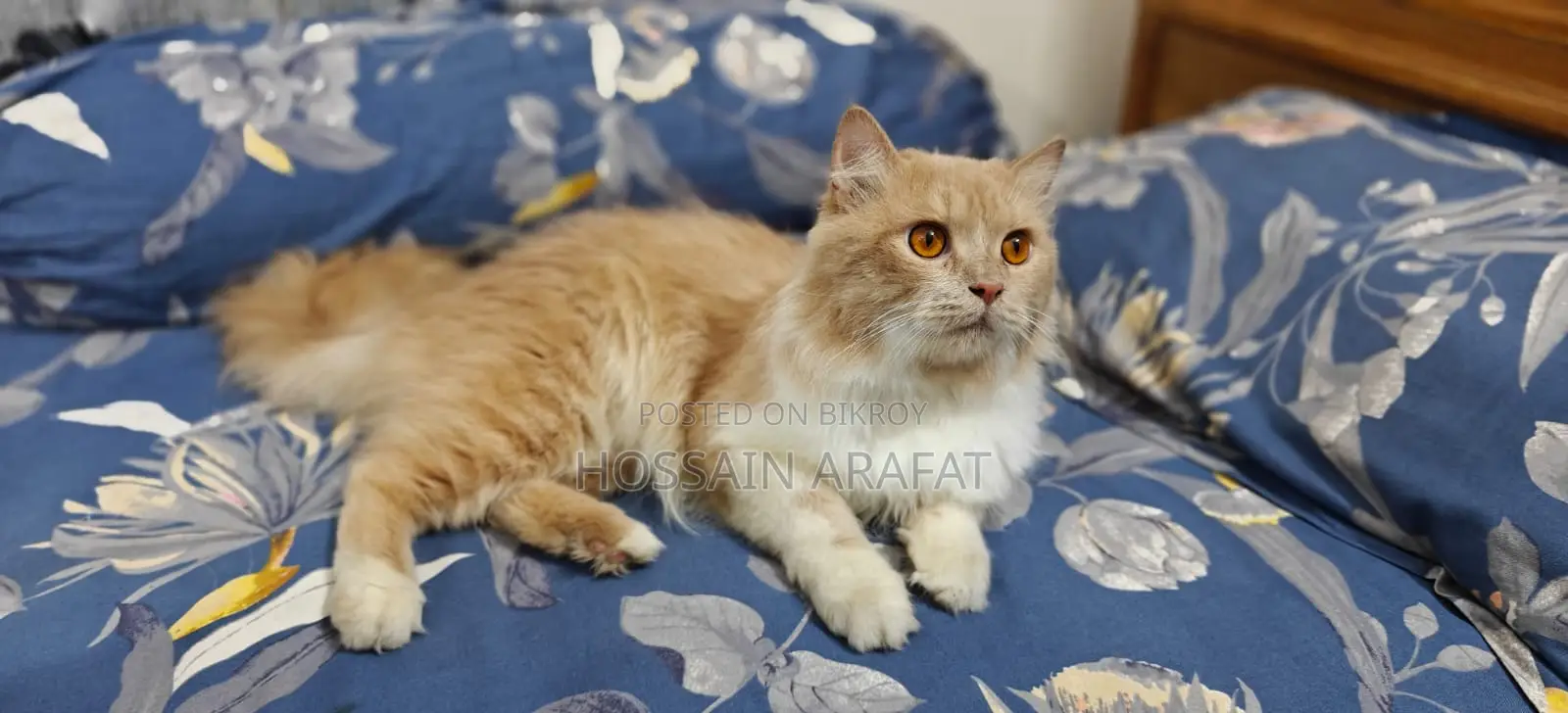 Persian Cat