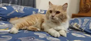 Persian Cat