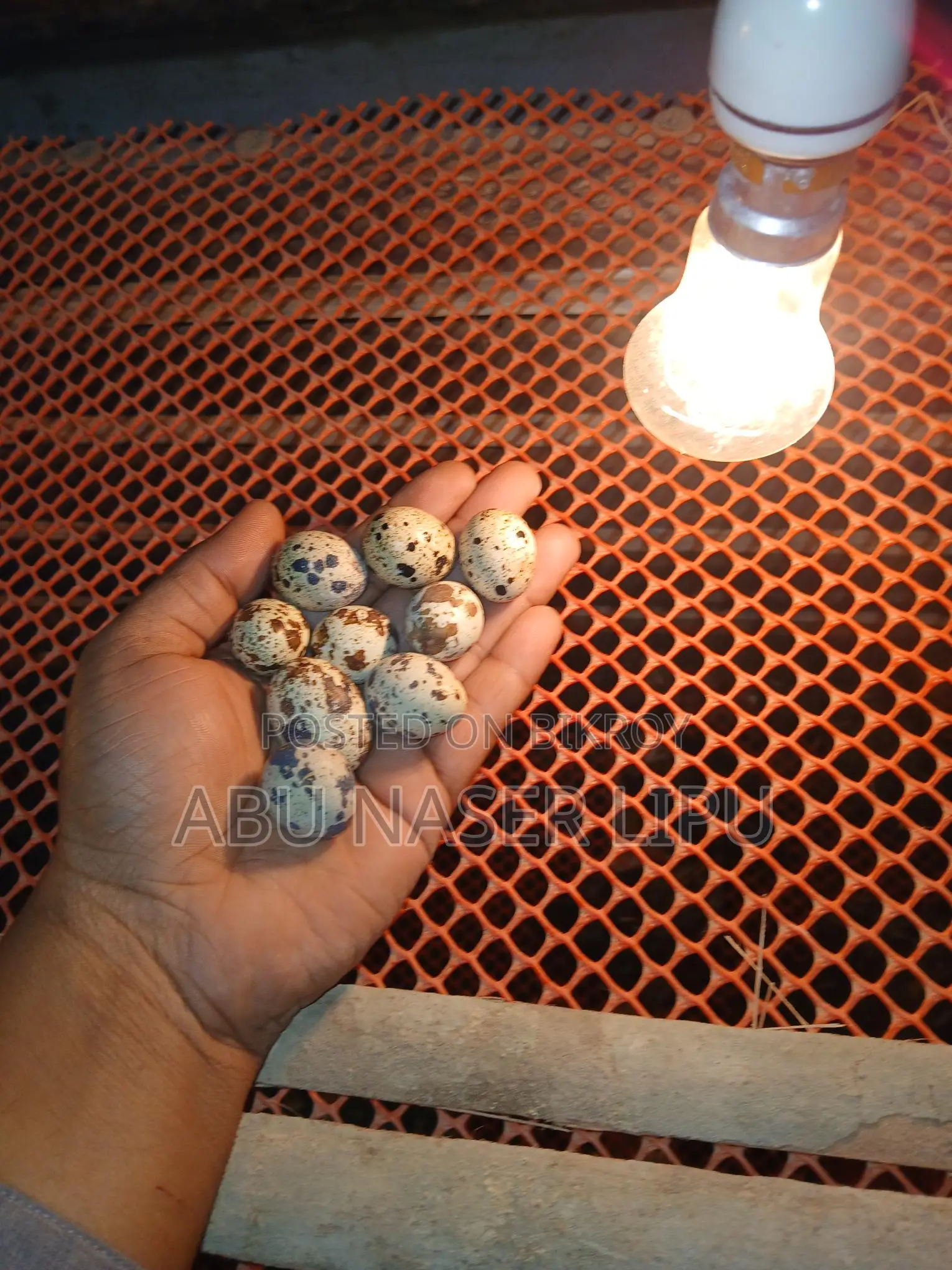 Japanese Quail Hatching Eggs