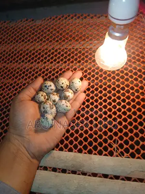 Japanese Quail Hatching Eggs