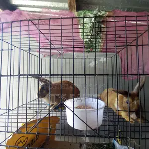 This Is A Best Rabbit In The World