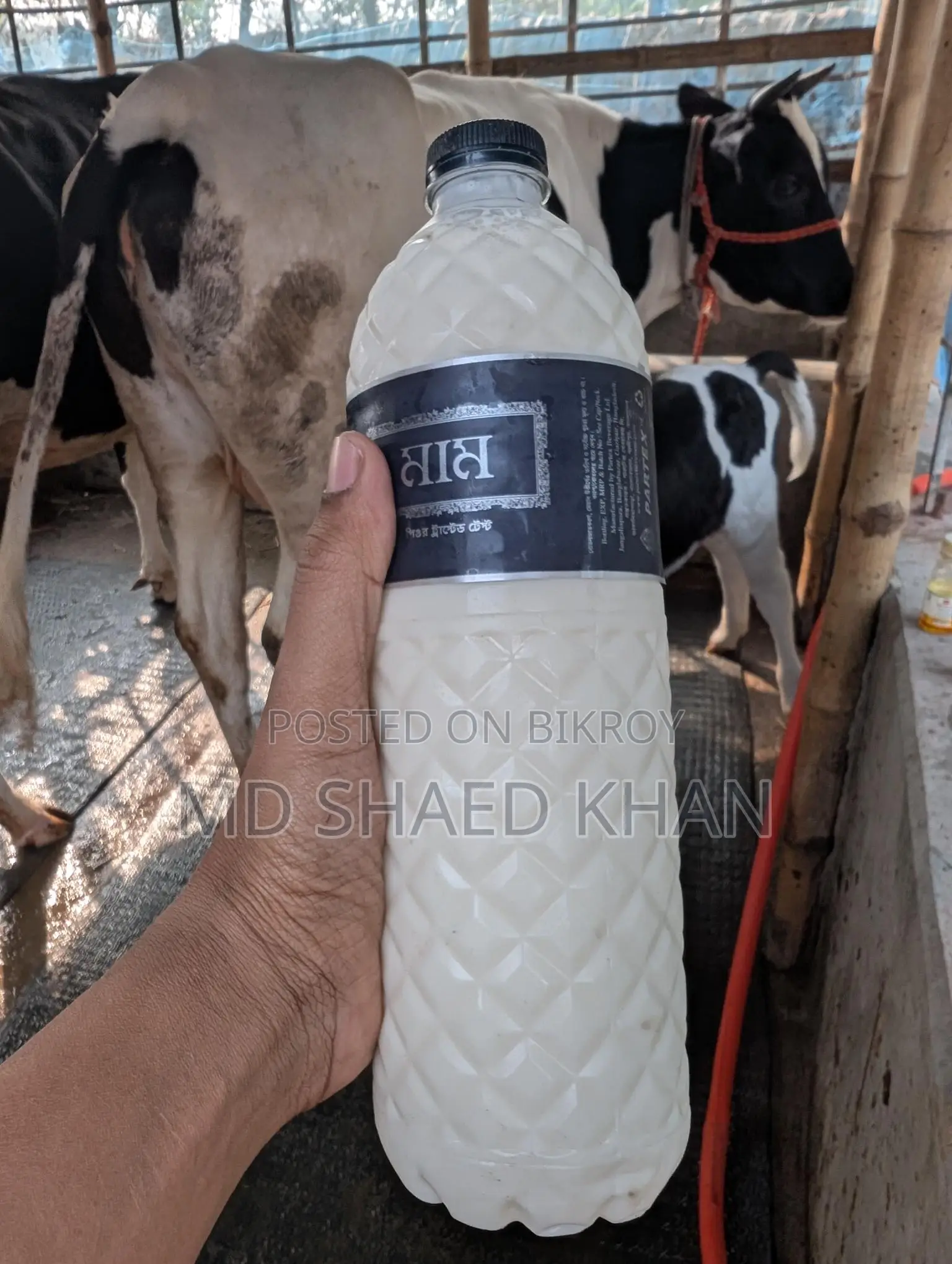 ১০০% খাঁটি গরুর দুধ