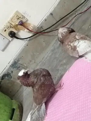 লাল মুক্ষি