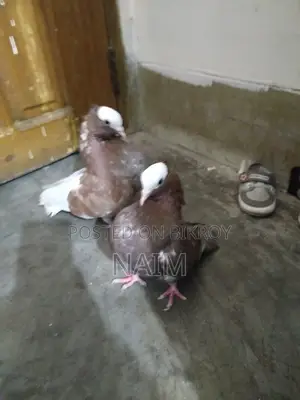 লাল মুক্ষি