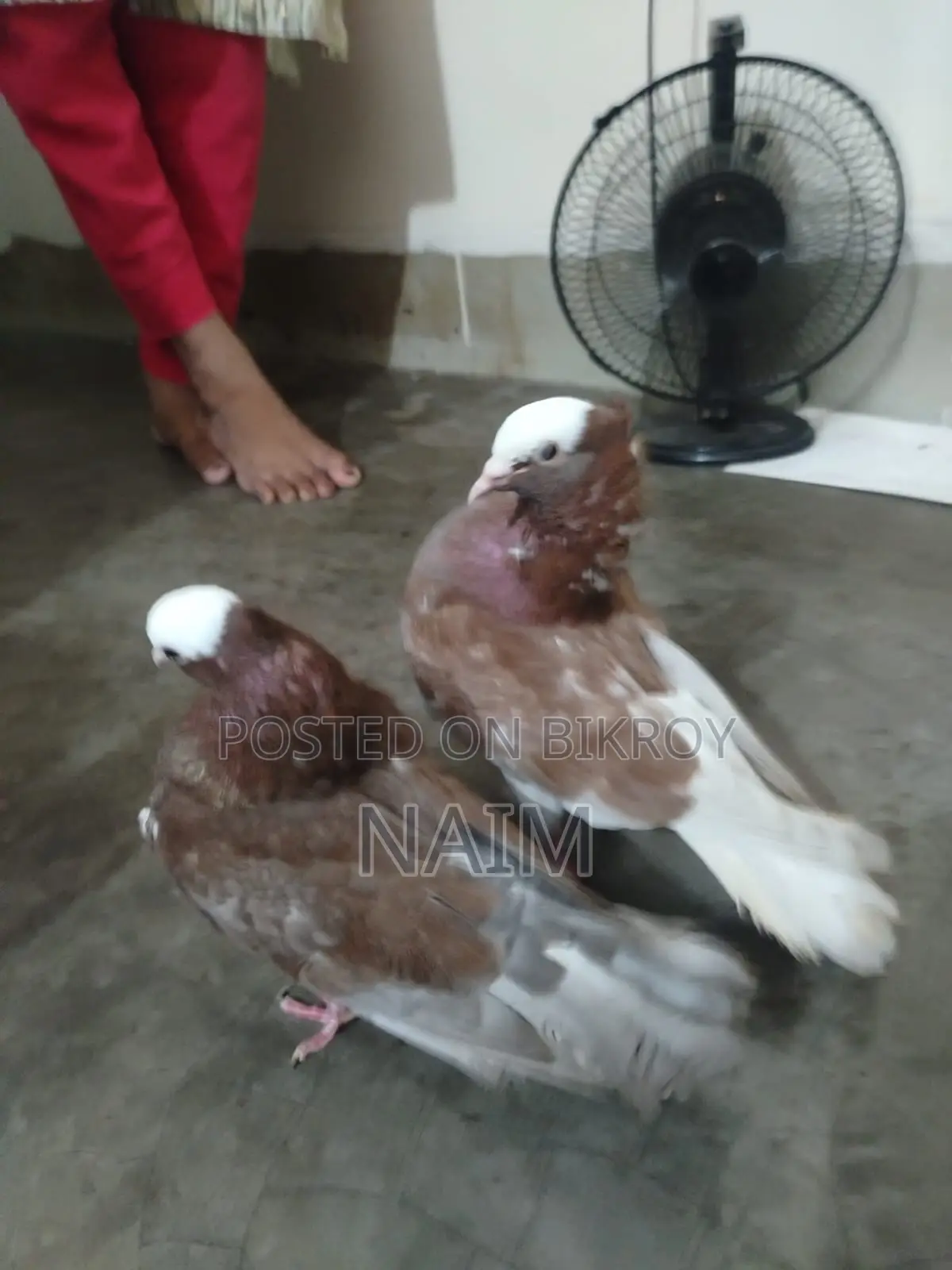 লাল মুক্ষি