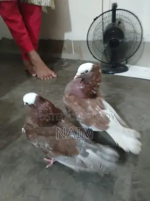লাল মুক্ষি