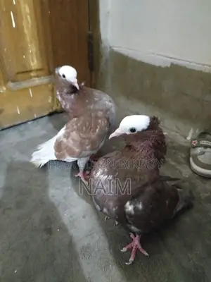 লাল মুক্ষি
