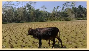 Two cows for sale