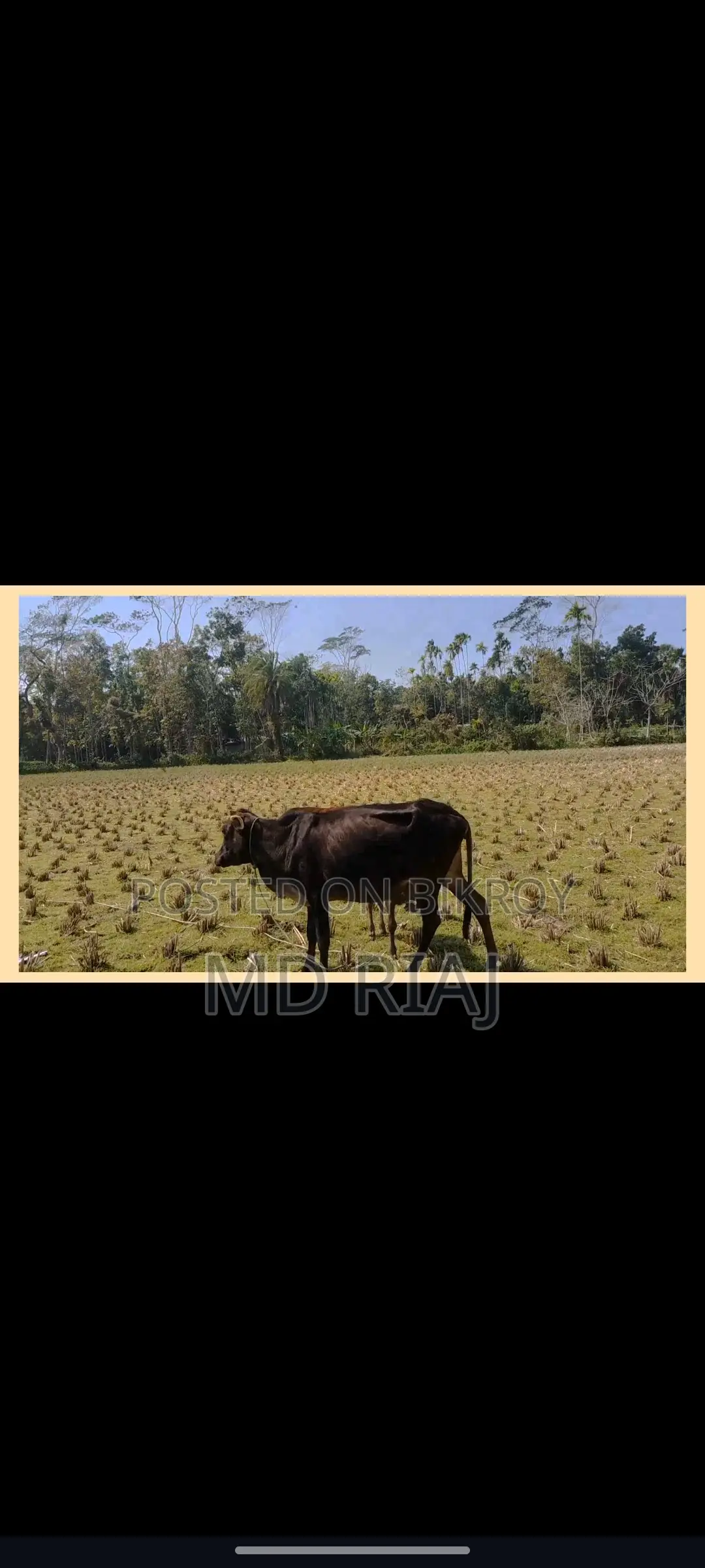 Two cows for sale
