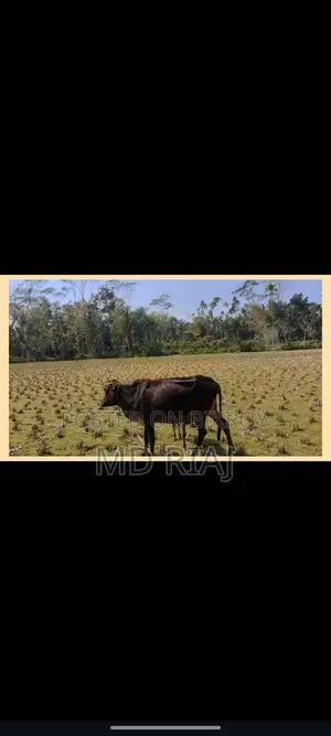 Two cows for sale