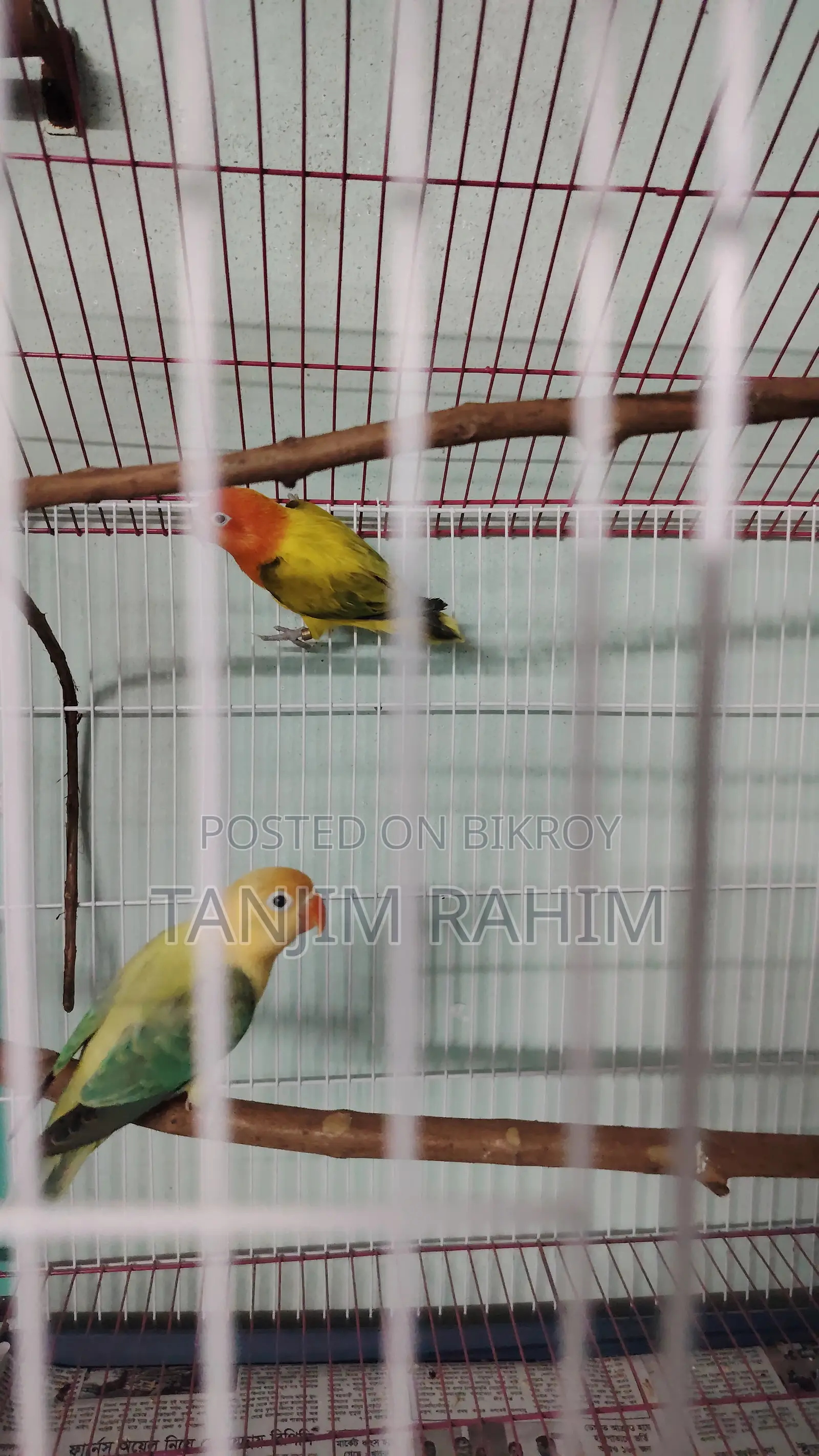 High Mutation Lovebird