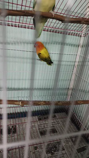 High Mutation Lovebird