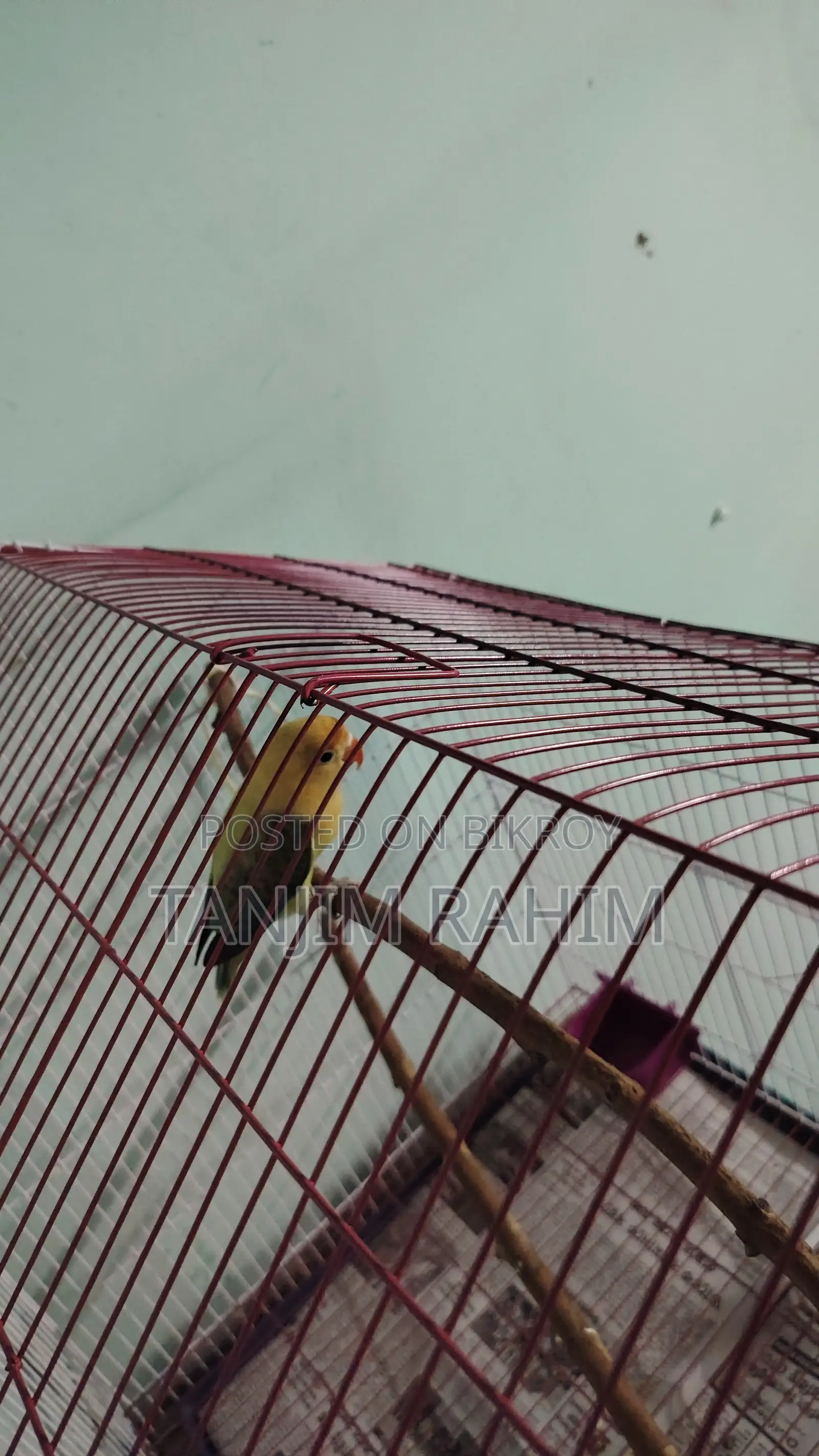 High Mutation Lovebird