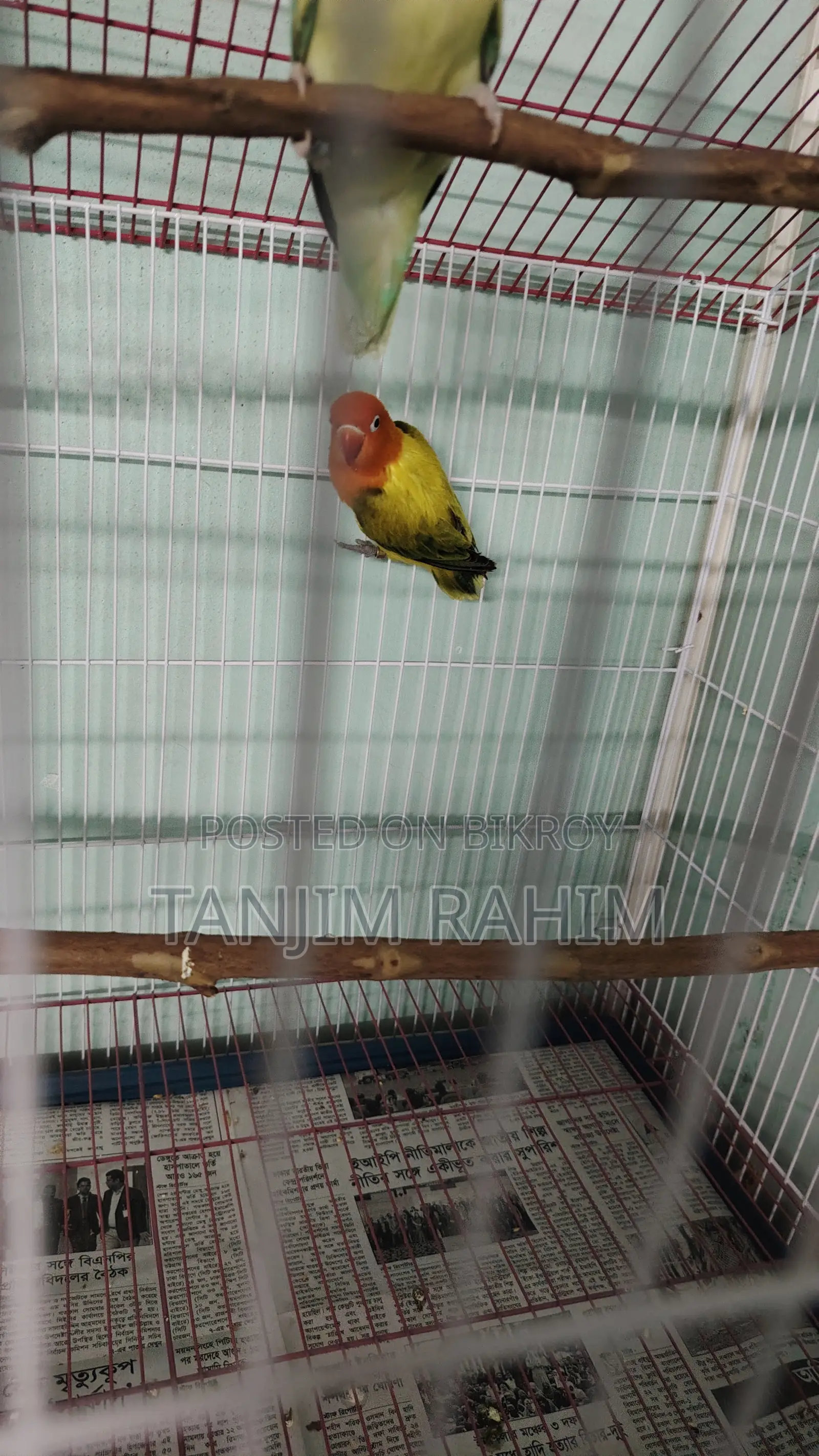 High Mutation Lovebird