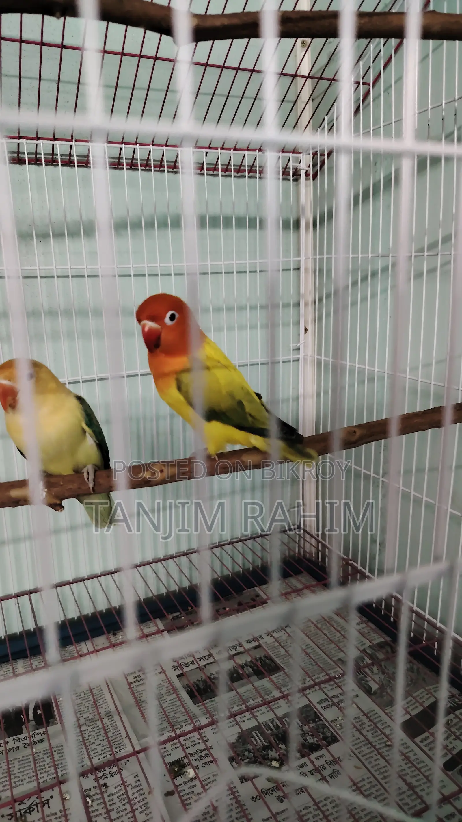 High Mutation Lovebird
