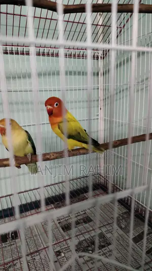 High Mutation Lovebird