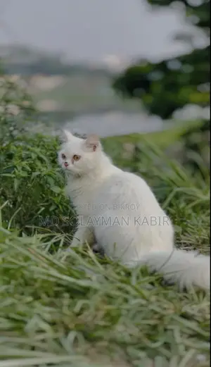 Persian Cat