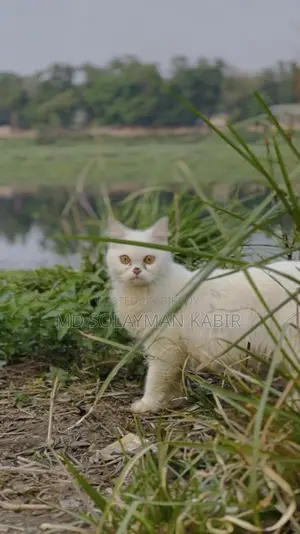 Persian Cat