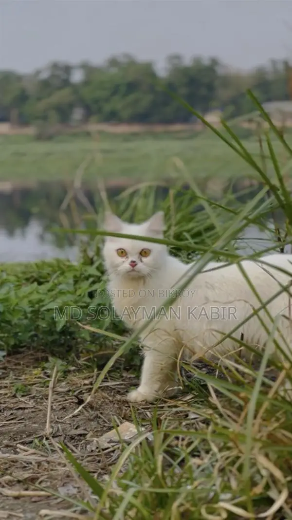 Persian Cat