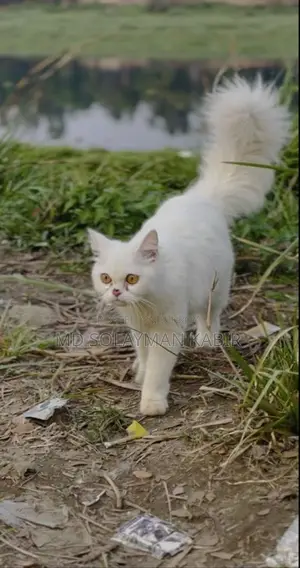 Persian Cat
