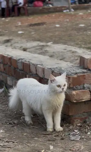 Persian Cat