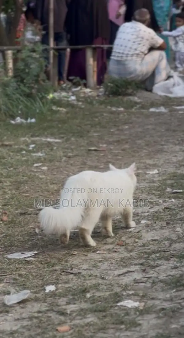 Persian Cat