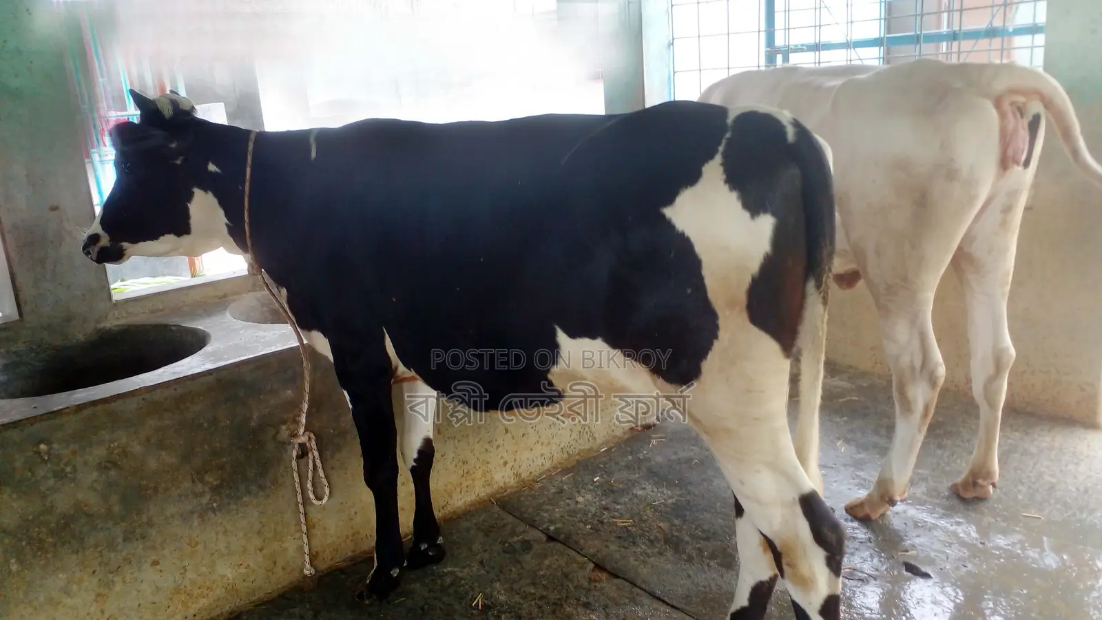 ১১২৫ নং ২টি বকনা পোষার জন্য নিঃসন্ধেহে কিনতে পারেন ভালো হবে ।