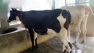 Buy these 2 heifers (No. 1125) with confidence, they are excellent.