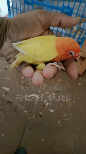 Love Bird