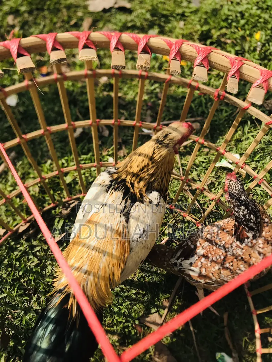 Sarali Rooster and Hen