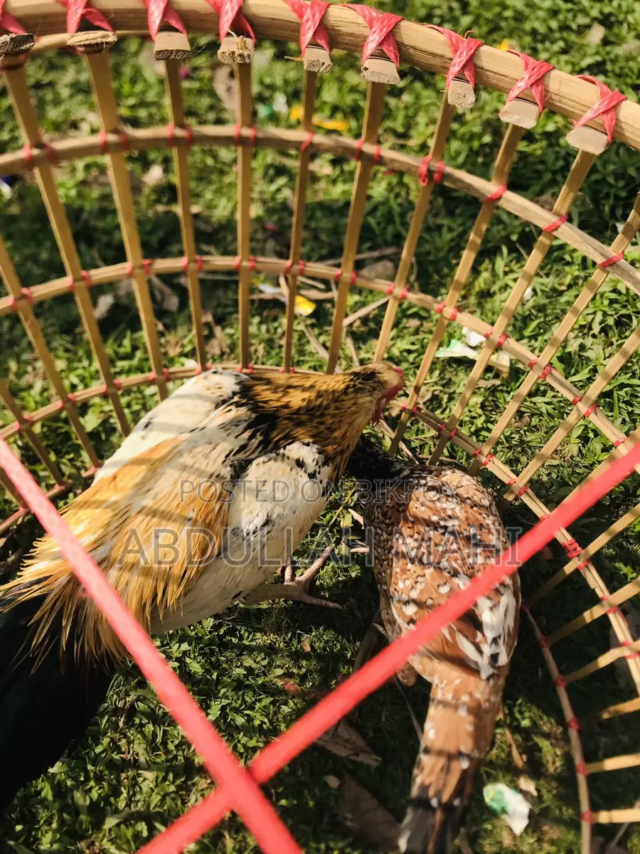 Sarali Rooster and Hen