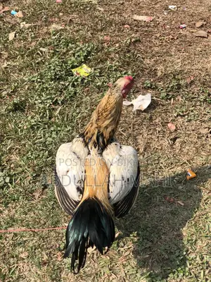 Sarali Rooster and Hen