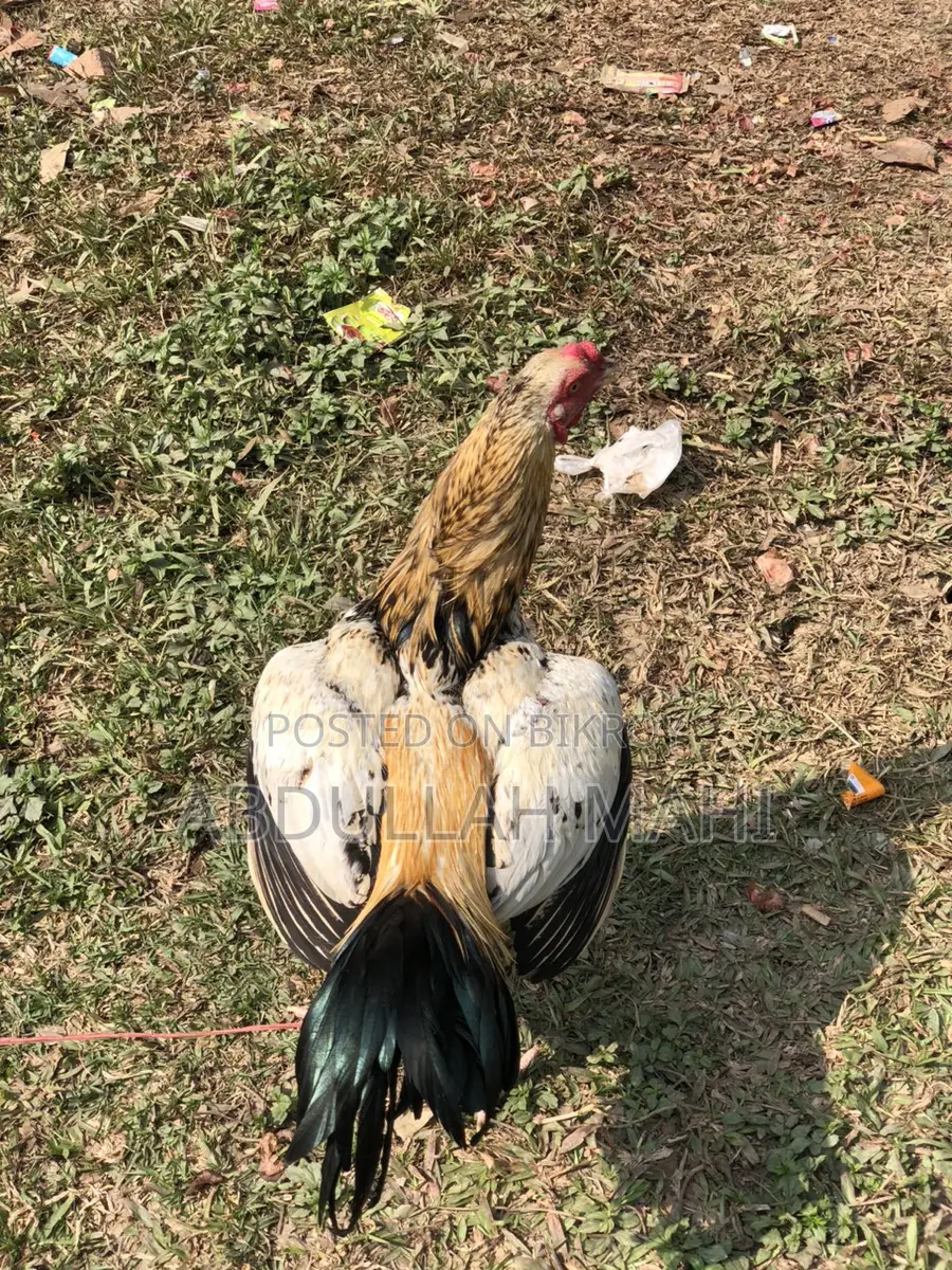 Sarali Rooster and Hen