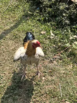 Sarali Rooster and Hen