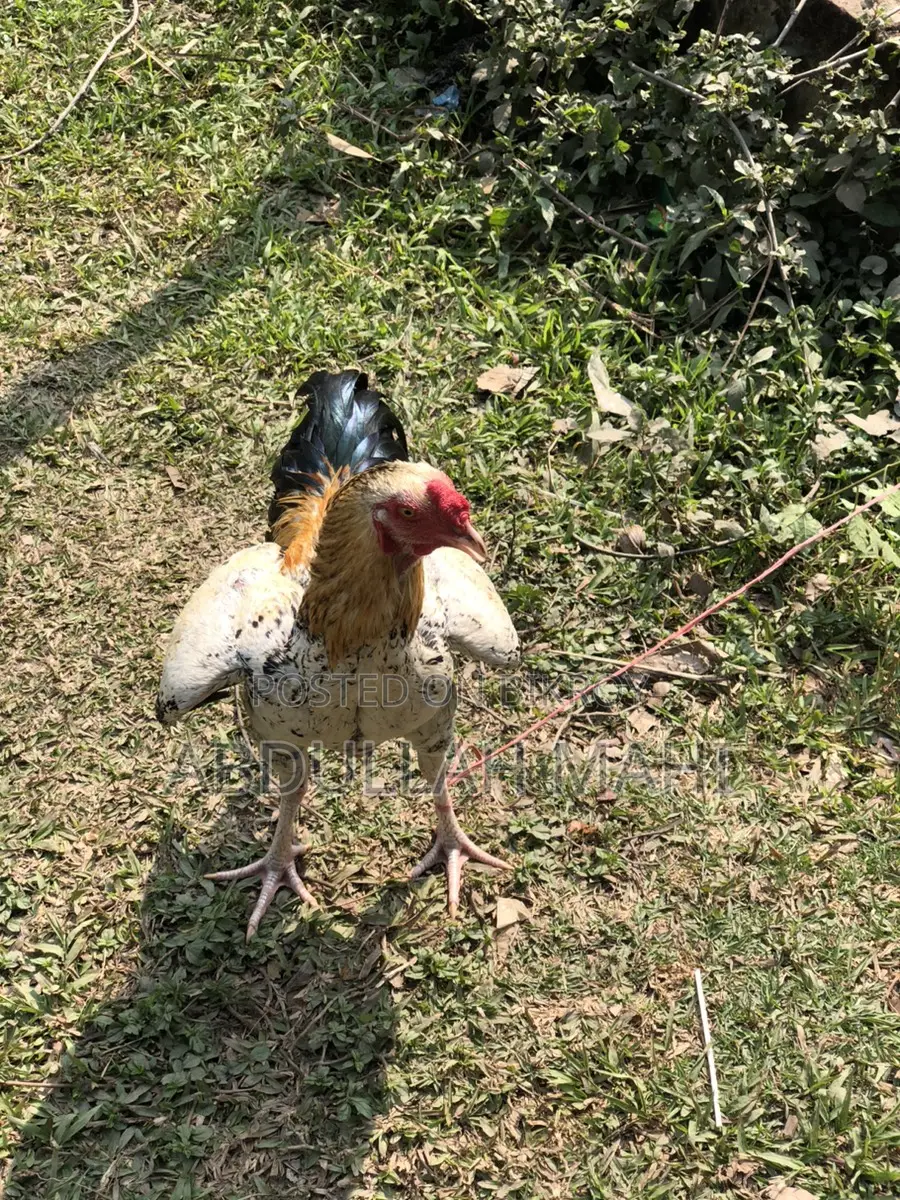 Sarali Rooster and Hen