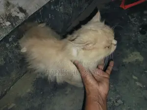 Cat for Sale