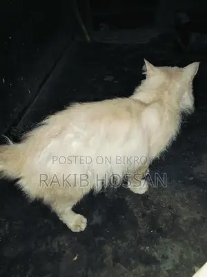 বিড়াল বিক্রি হবে