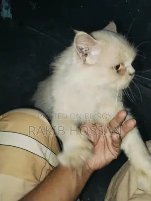 বিড়াল বিক্রি হবে