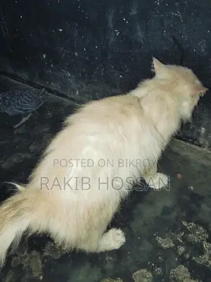 বিড়াল বিক্রি হবে