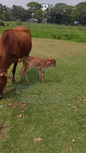This cow is for sale