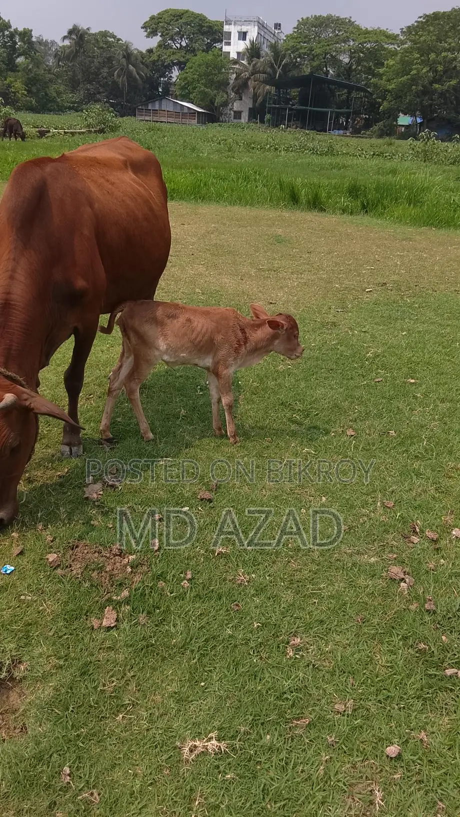 This cow is for sale