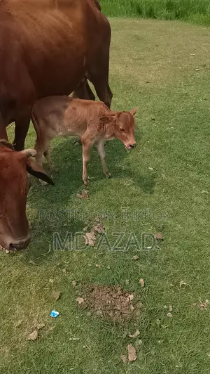 This cow is for sale