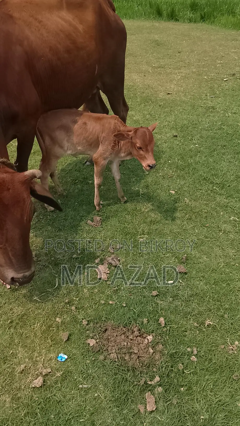 This cow is for sale