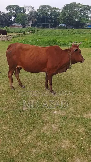 This cow is for sale