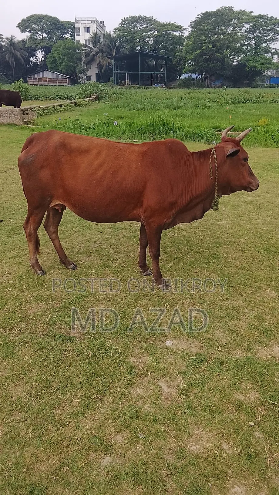 This cow is for sale