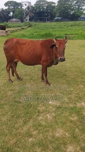 This cow is for sale